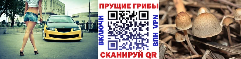 сколько стоит  Болгар  Псилоцибиновые грибы Magic Shrooms 